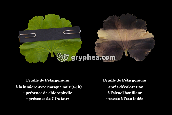 Photosynthèse - Expérience avec masque (1) - gryphea.org